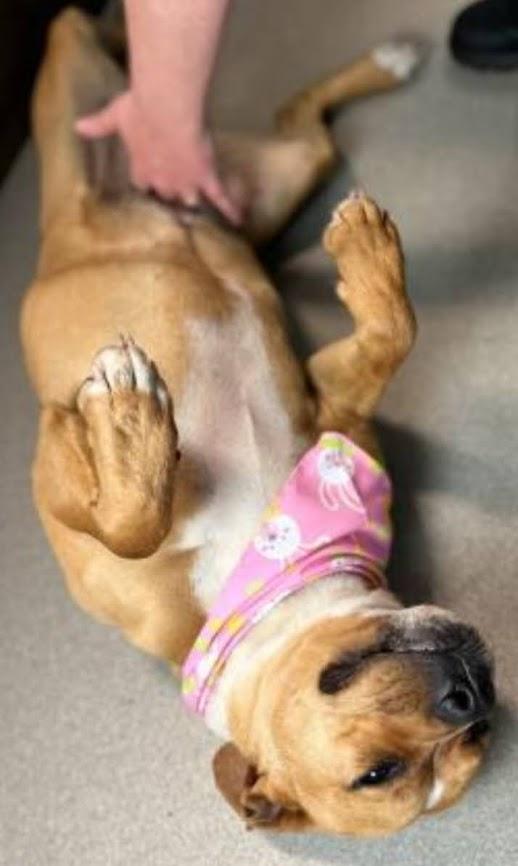 Kaia, a Adoptable mixed breed in Chesapeake, VA image 4/4