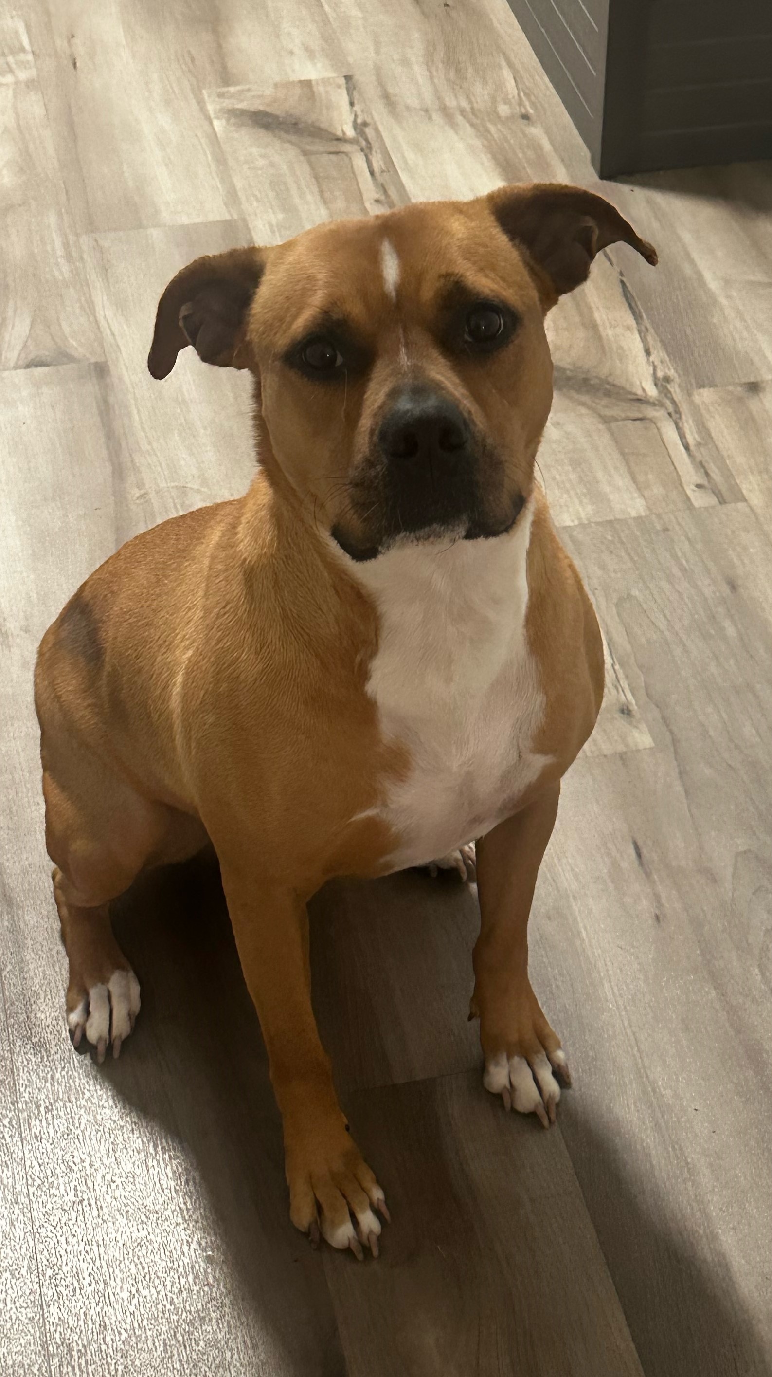 Kaia, a Adoptable mixed breed in Chesapeake, VA image 3/4