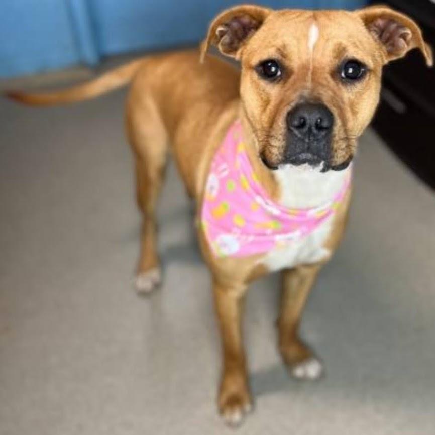 Kaia, a Adoptable mixed breed in Chesapeake, VA image 1/4