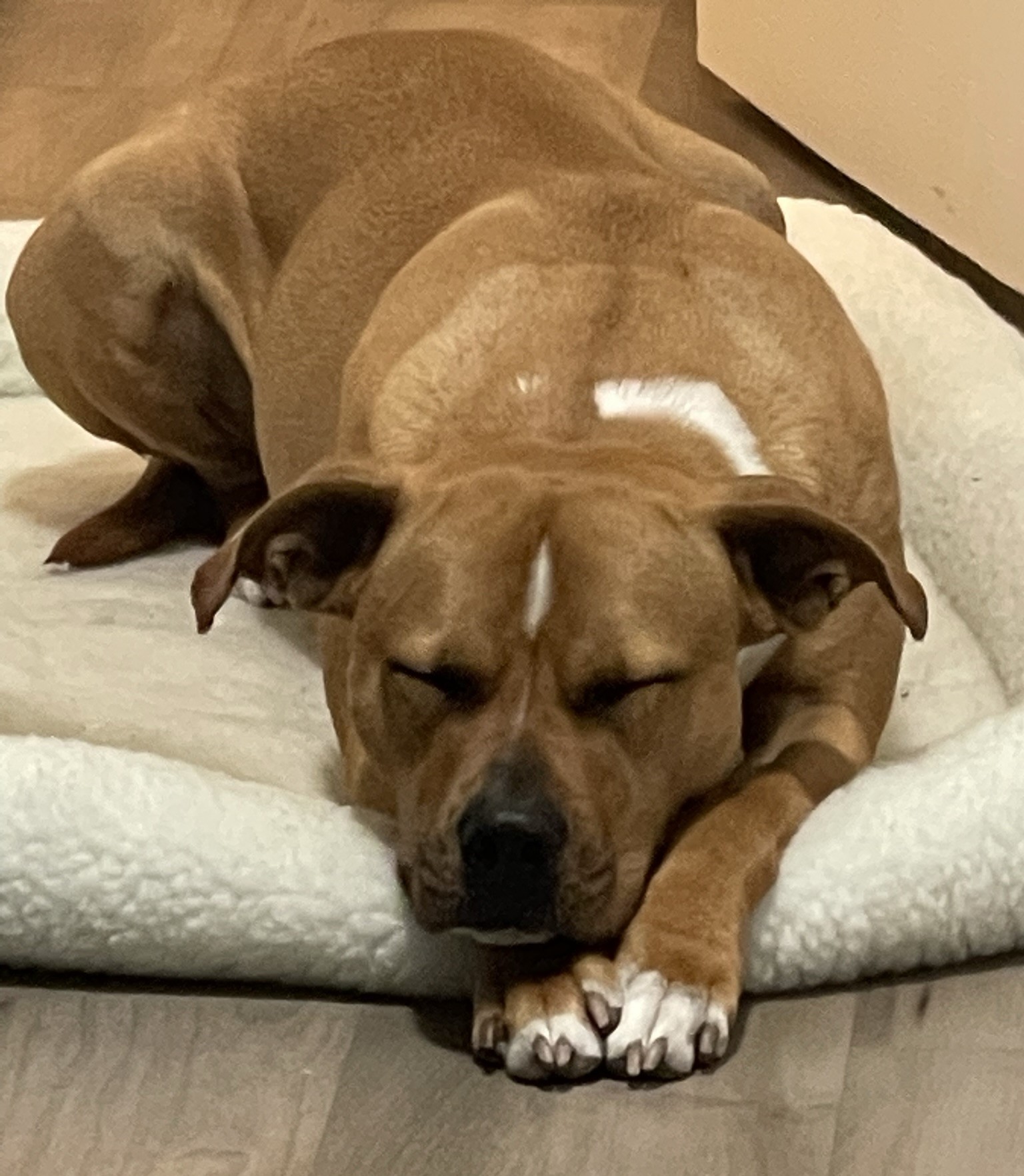 Kaia, a Adoptable mixed breed in Chesapeake, VA image 2/4