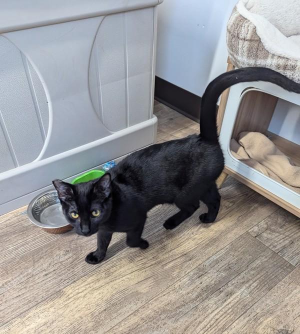 Enlarge Nora, a Adoptable mixed breed in McMinnville, OR image 1/1