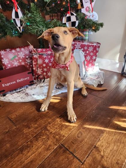 Chocolate Orange, Adoptable, Puppy Female Mixed Breed & Mixed Breed.