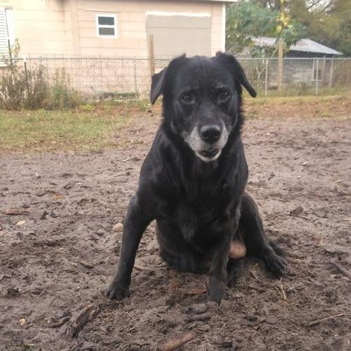 Enlarge ROSEBUD, a Adoptable mixed breed in Indiantown, FL image 1/4