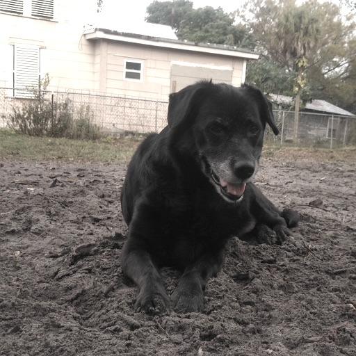 Enlarge ROSEBUD, a Adoptable mixed breed in Indiantown, FL image 2/4