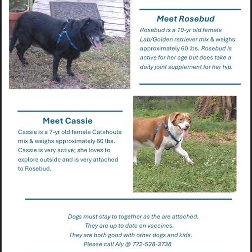 Enlarge ROSEBUD, a Adoptable mixed breed in Indiantown, FL image 4/4