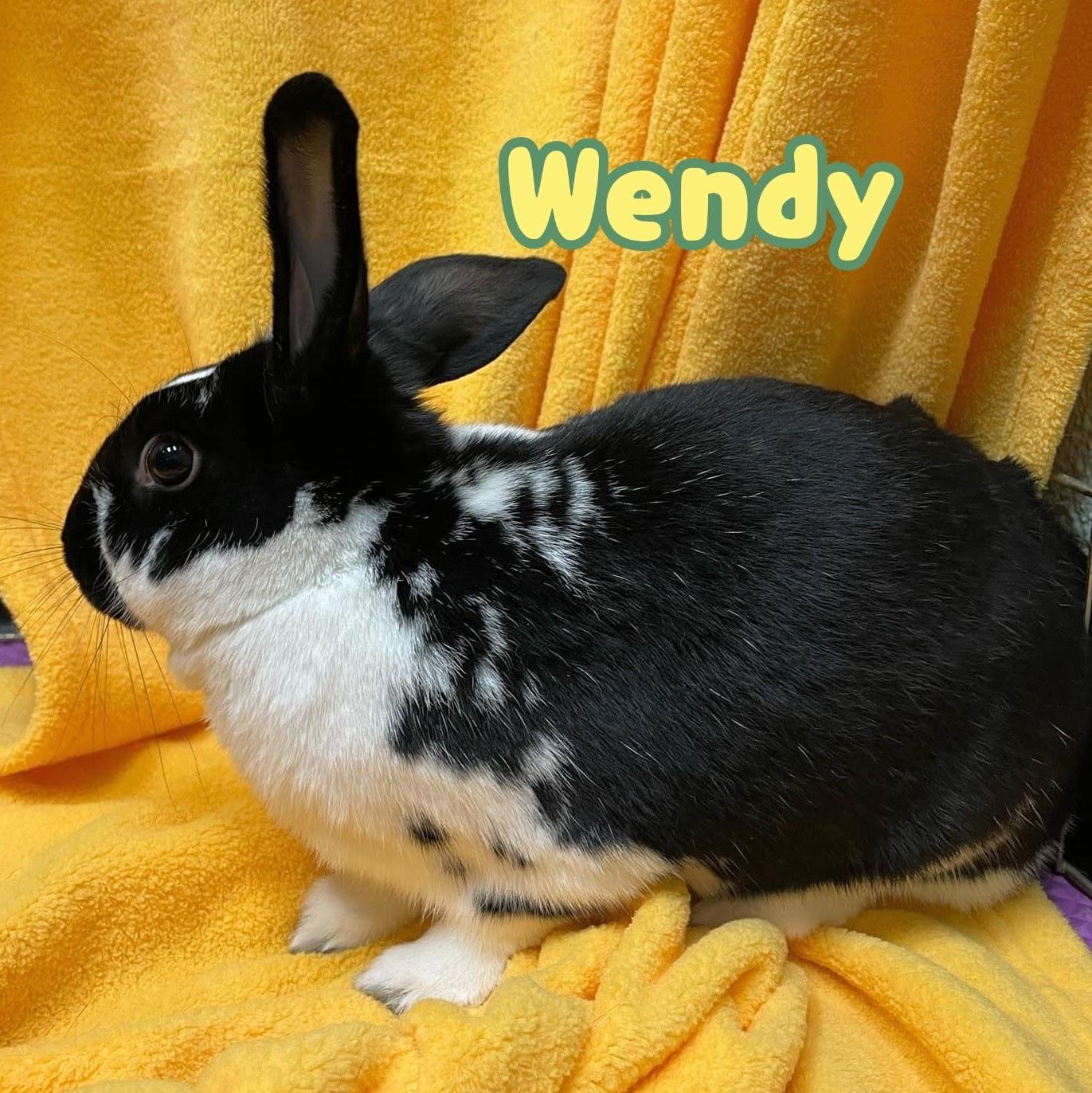 Rabbit for adoption - Wendy, a Bunny Rabbit Mix in Roseville, CA ...