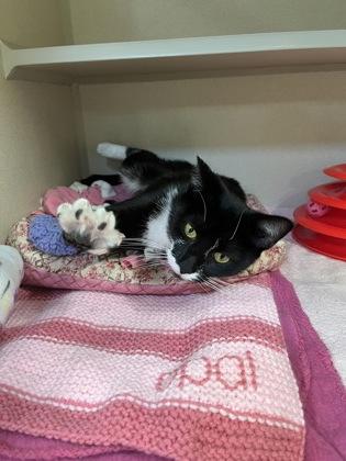 Opal, Adoptable, Adult Female Domestic Short Hair & Domestic Short Hair.