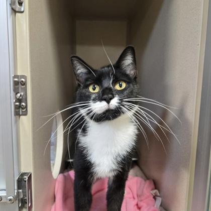 Opal, a Adoptable mixed breed in New Hope, PA image 2/3
