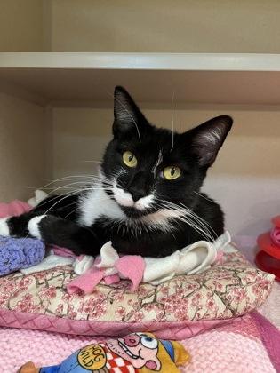 Opal, a Adoptable mixed breed in New Hope, PA image 3/3