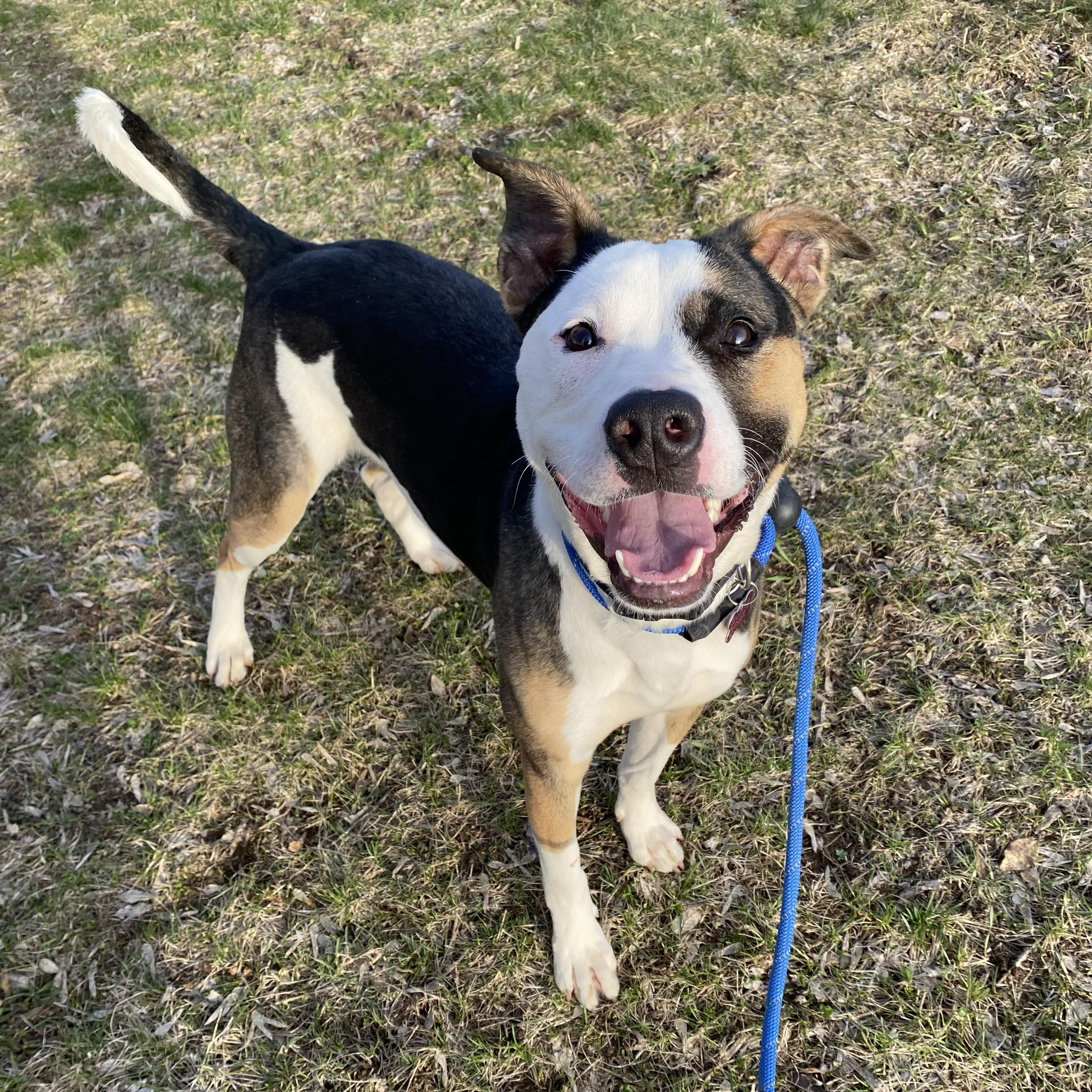 Enlarge Gruber, a Adoptable Mixed Breed in Allegan, MI image 2/6