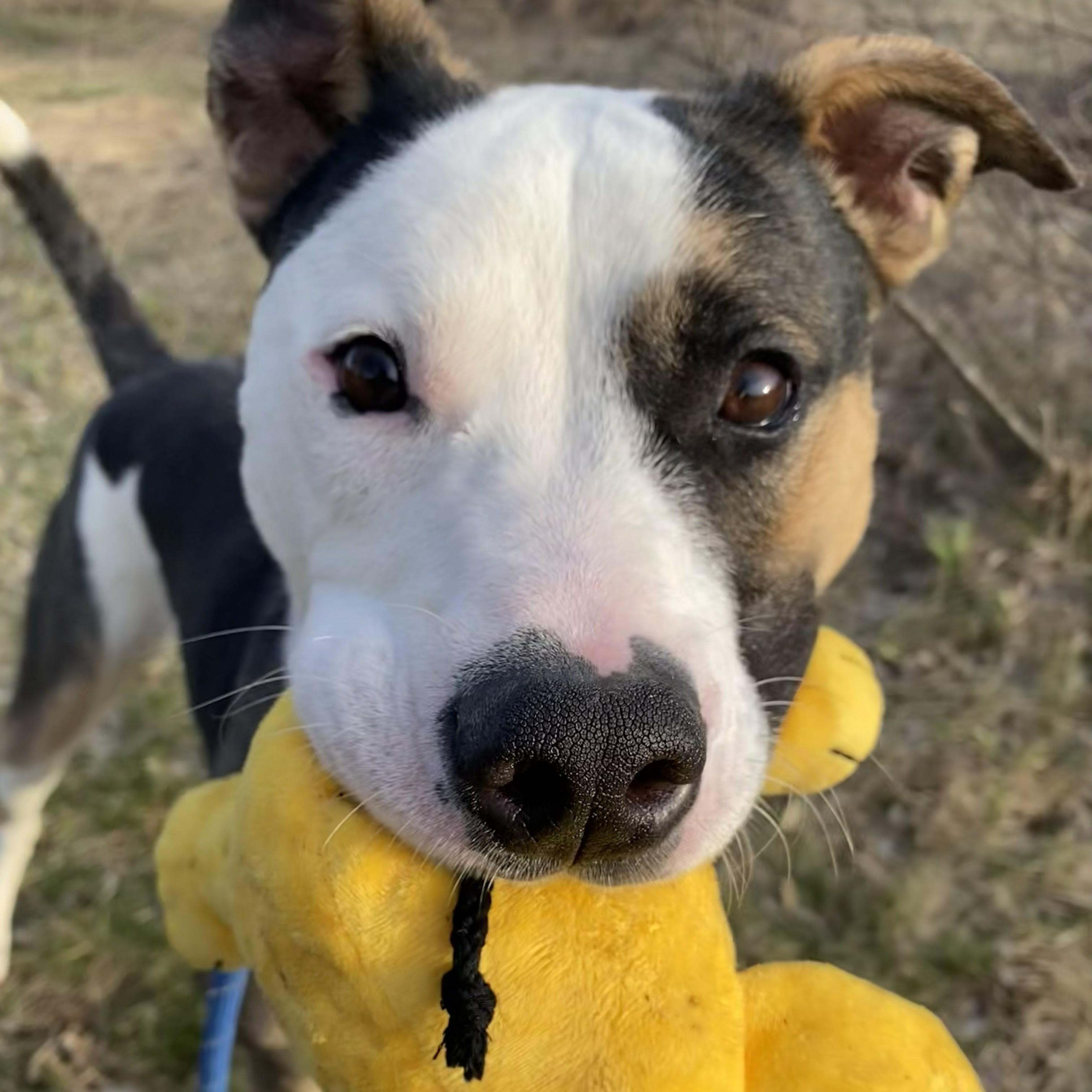 Enlarge Gruber, a Adoptable Mixed Breed in Allegan, MI image 1/6