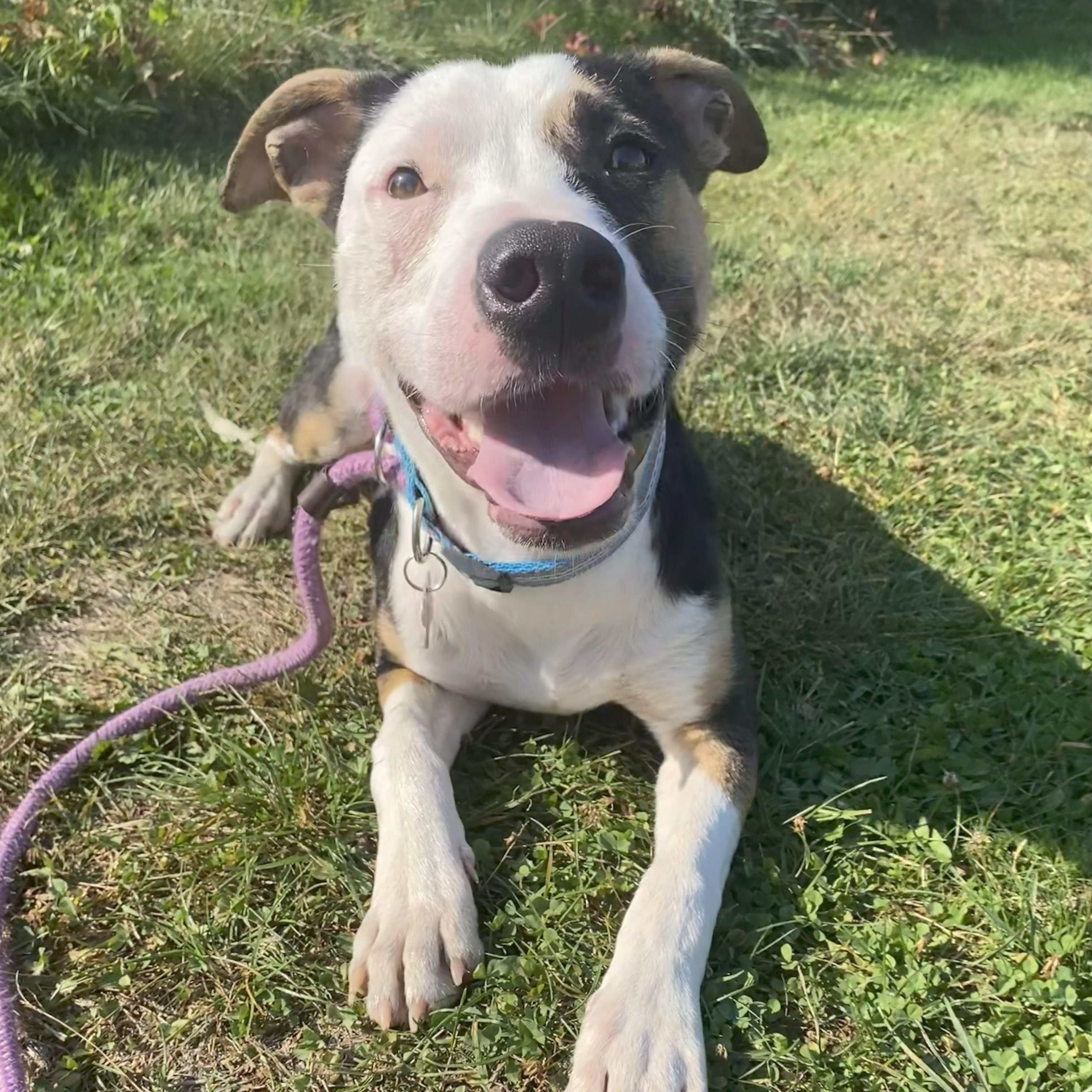 Enlarge Gruber, a Adoptable Mixed Breed in Allegan, MI image 3/6
