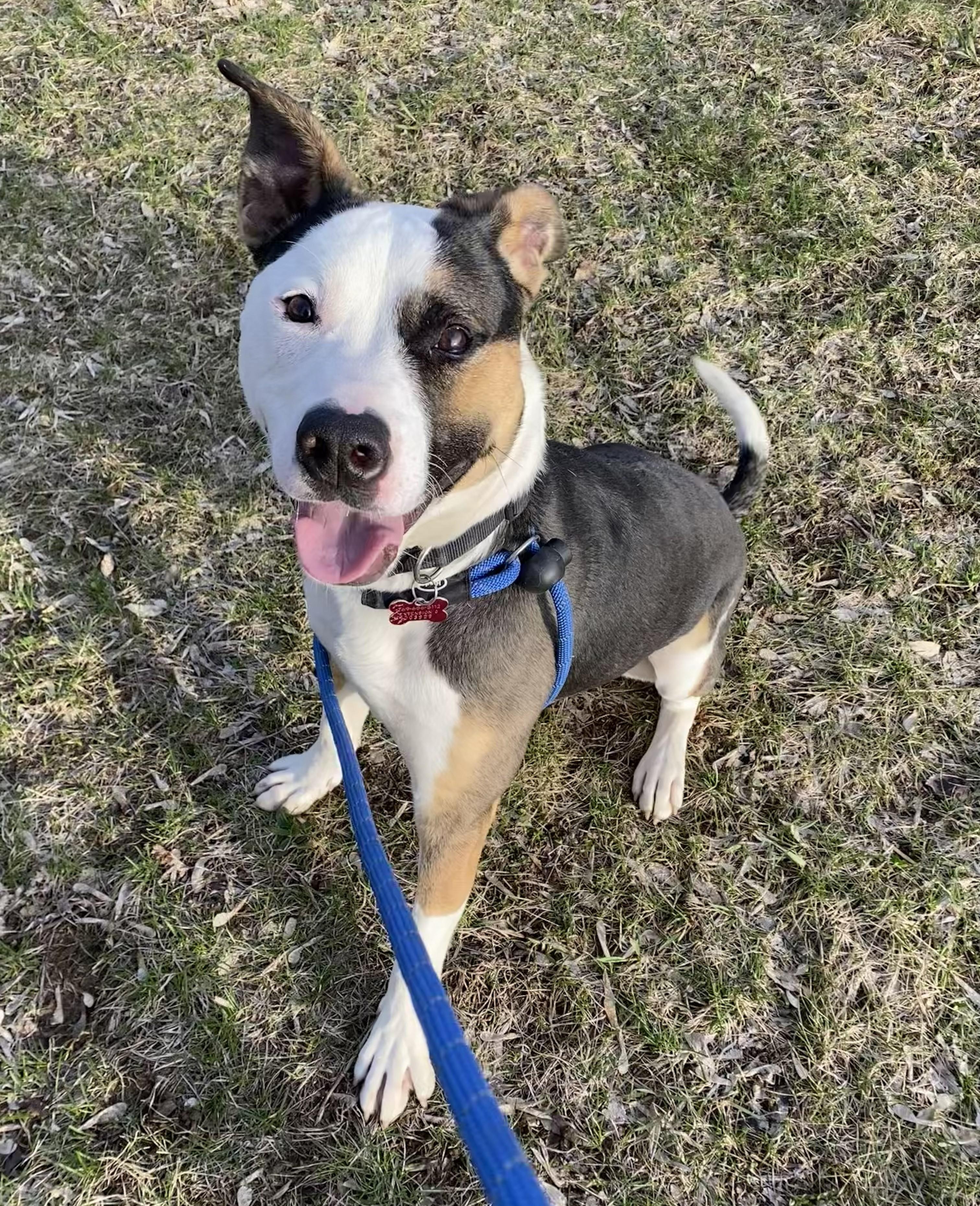 Enlarge Gruber, a Adoptable Mixed Breed in Allegan, MI image 4/6