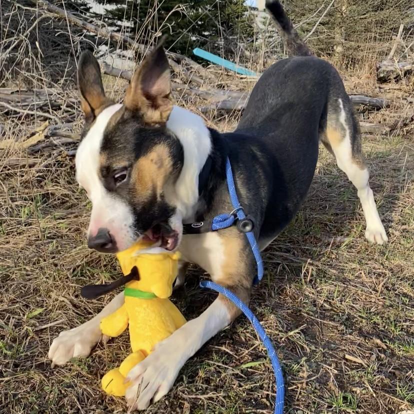 Enlarge Gruber, a Adoptable Mixed Breed in Allegan, MI image 5/6