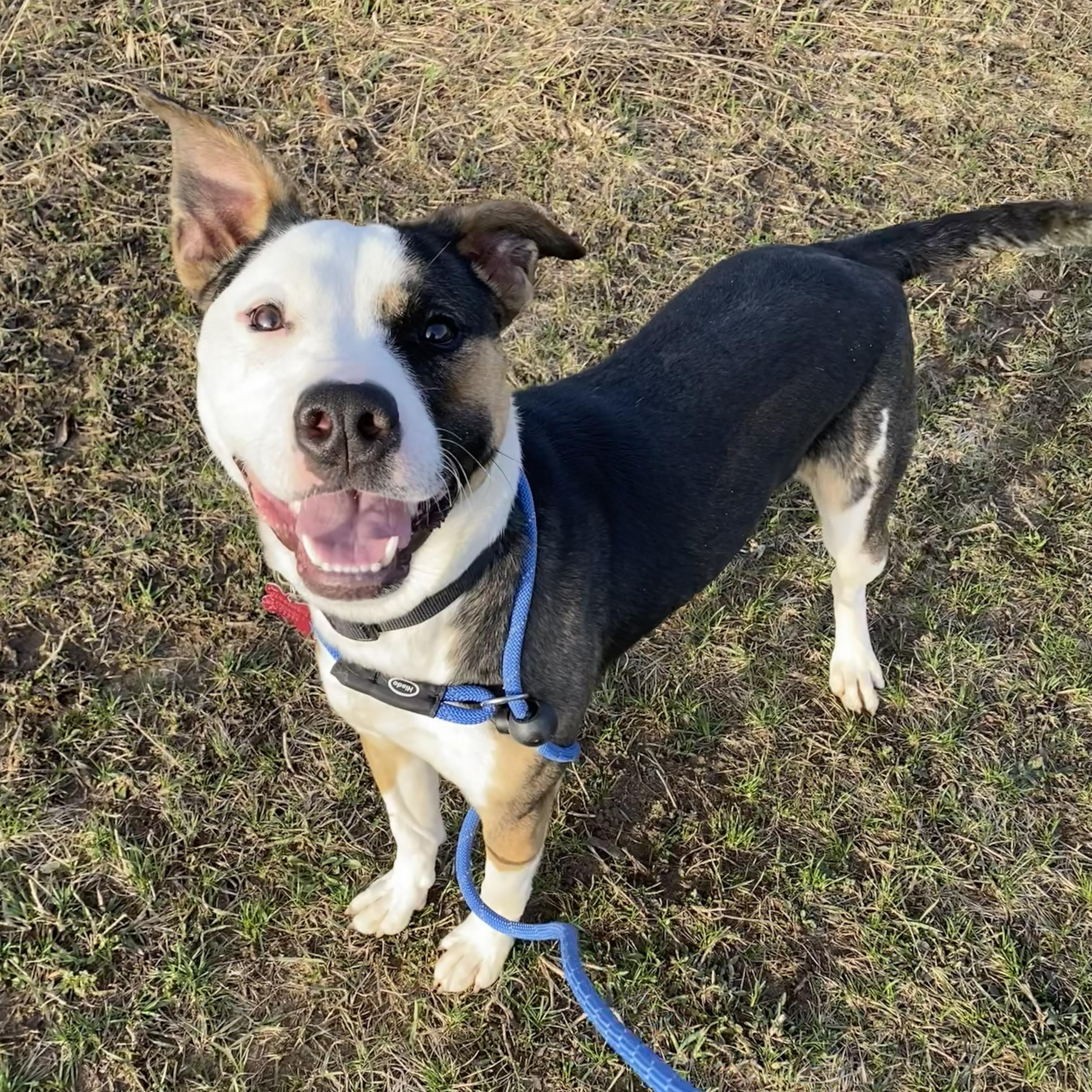 Enlarge Gruber, a Adoptable Mixed Breed in Allegan, MI image 6/6