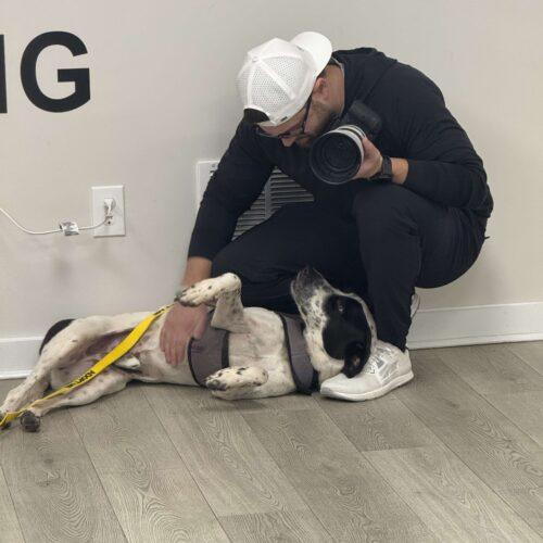 Bestest Boy Buddy, Adoptable, Senior Male Mountain Cur & English Pointer.