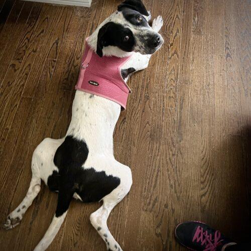 Enlarge Bestest Boy Buddy, a Adoptable mixed breed in Verona, NJ image 2/5