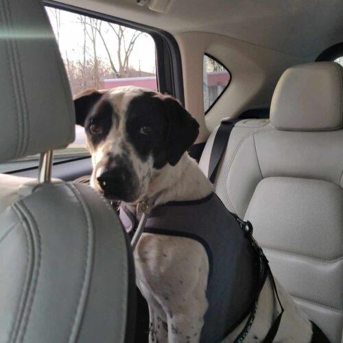 Enlarge Bestest Boy Buddy, a Adoptable mixed breed in Verona, NJ image 4/5