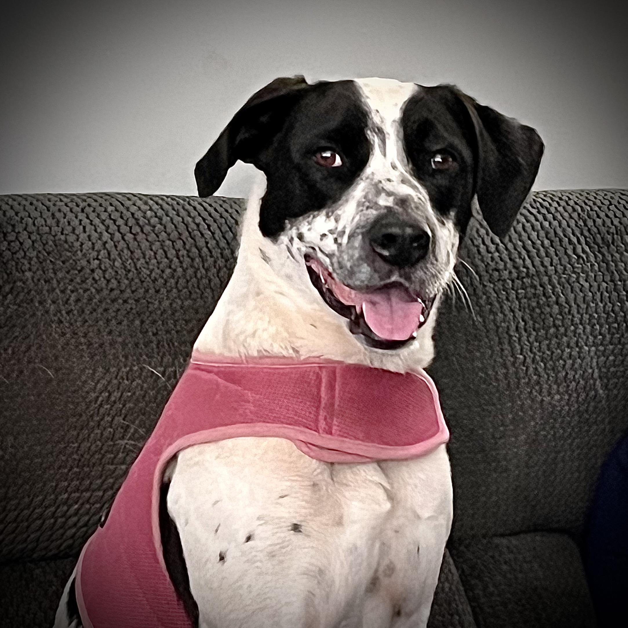 Enlarge Bestest Boy Buddy, a Adoptable mixed breed in Verona, NJ image 5/6