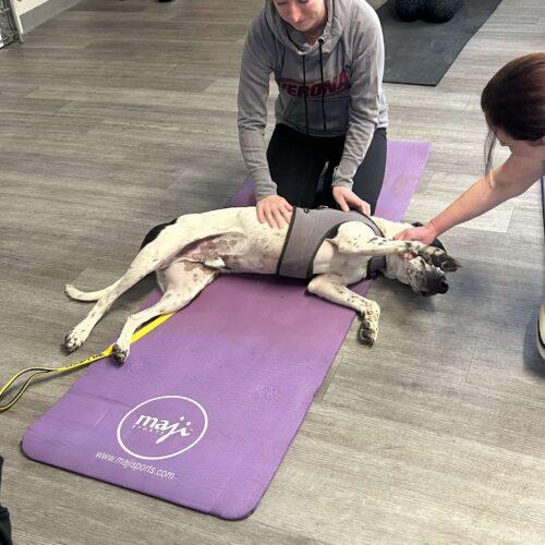 Enlarge Bestest Boy Buddy, a Adoptable mixed breed in Verona, NJ image 5/5