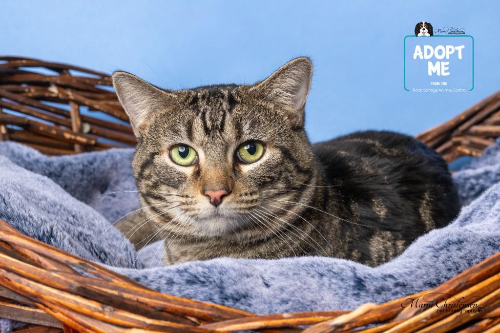 Clove, a Adoptable mixed breed in Rock Springs, WY image 1/3