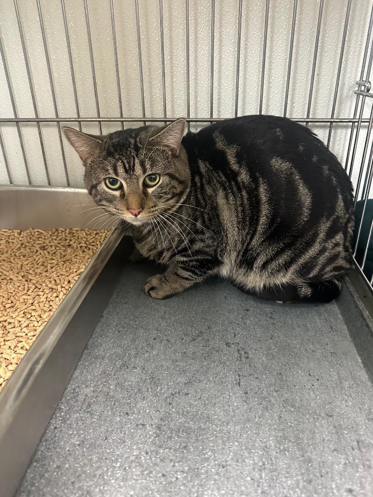 Clove, a Adoptable mixed breed in Rock Springs, WY image 2/3