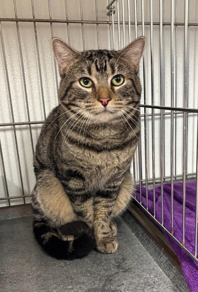 Clove, a Adoptable mixed breed in Rock Springs, WY image 3/3