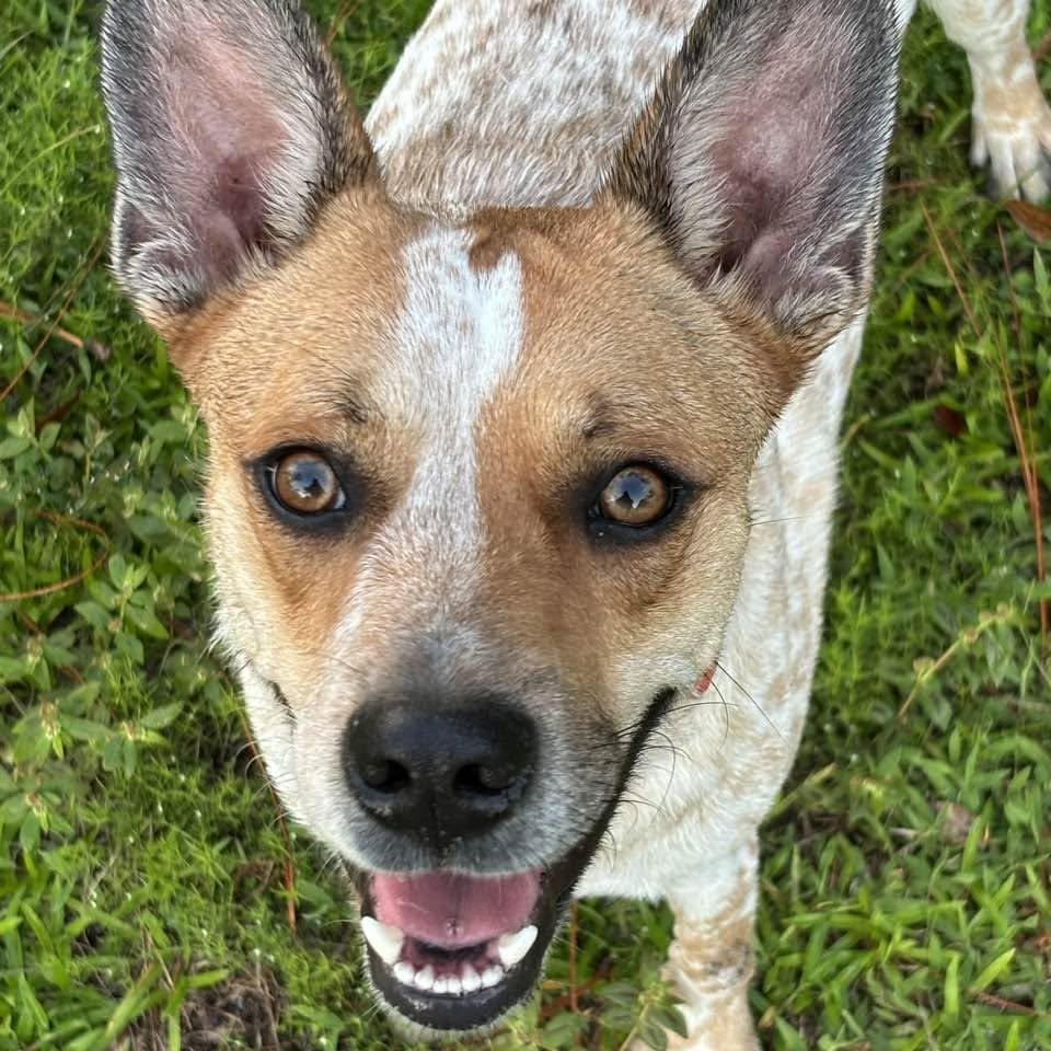 Enlarge Bo, a Adoptable Australian Cattle Dog / Blue Heeler in Bradenton, FL image 1/5