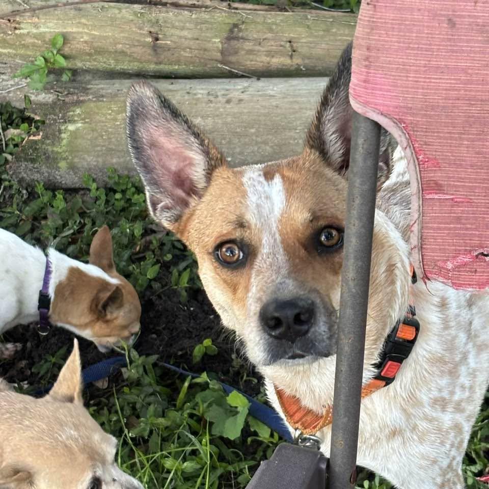 Enlarge Bo, a Adoptable Australian Cattle Dog / Blue Heeler in Bradenton, FL image 2/5