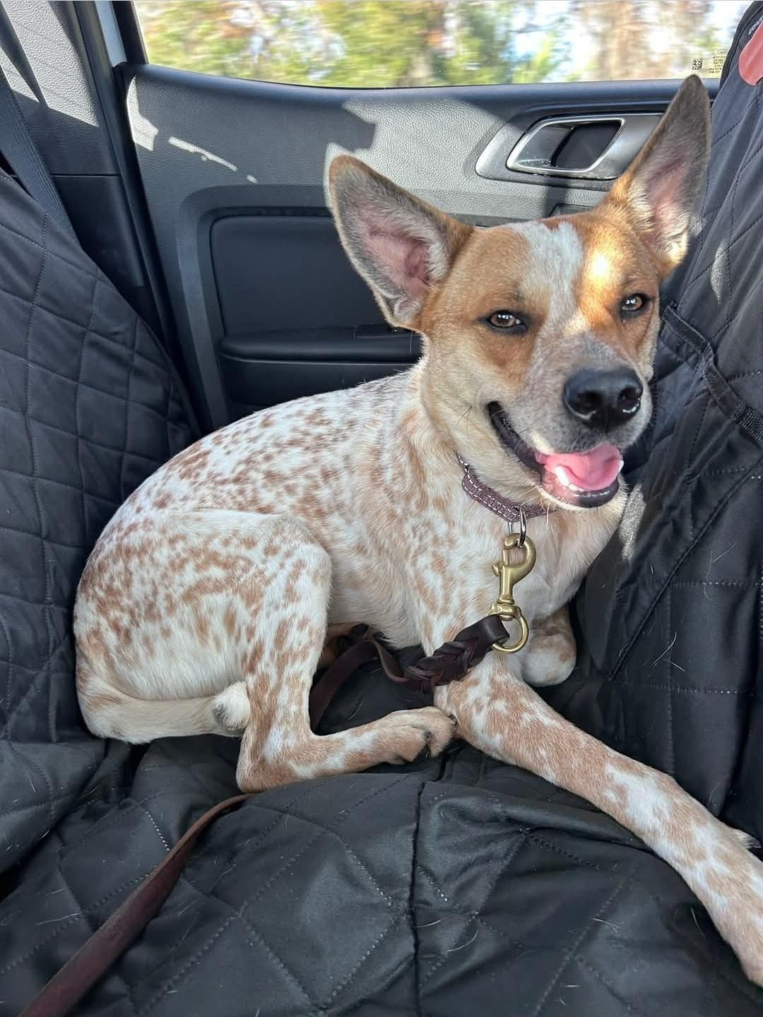 Enlarge Bo, a Adoptable Australian Cattle Dog / Blue Heeler in Bradenton, FL image 3/5