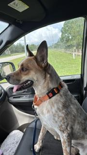 Enlarge Bo, a Adoptable Australian Cattle Dog / Blue Heeler in Bradenton, FL image 4/5