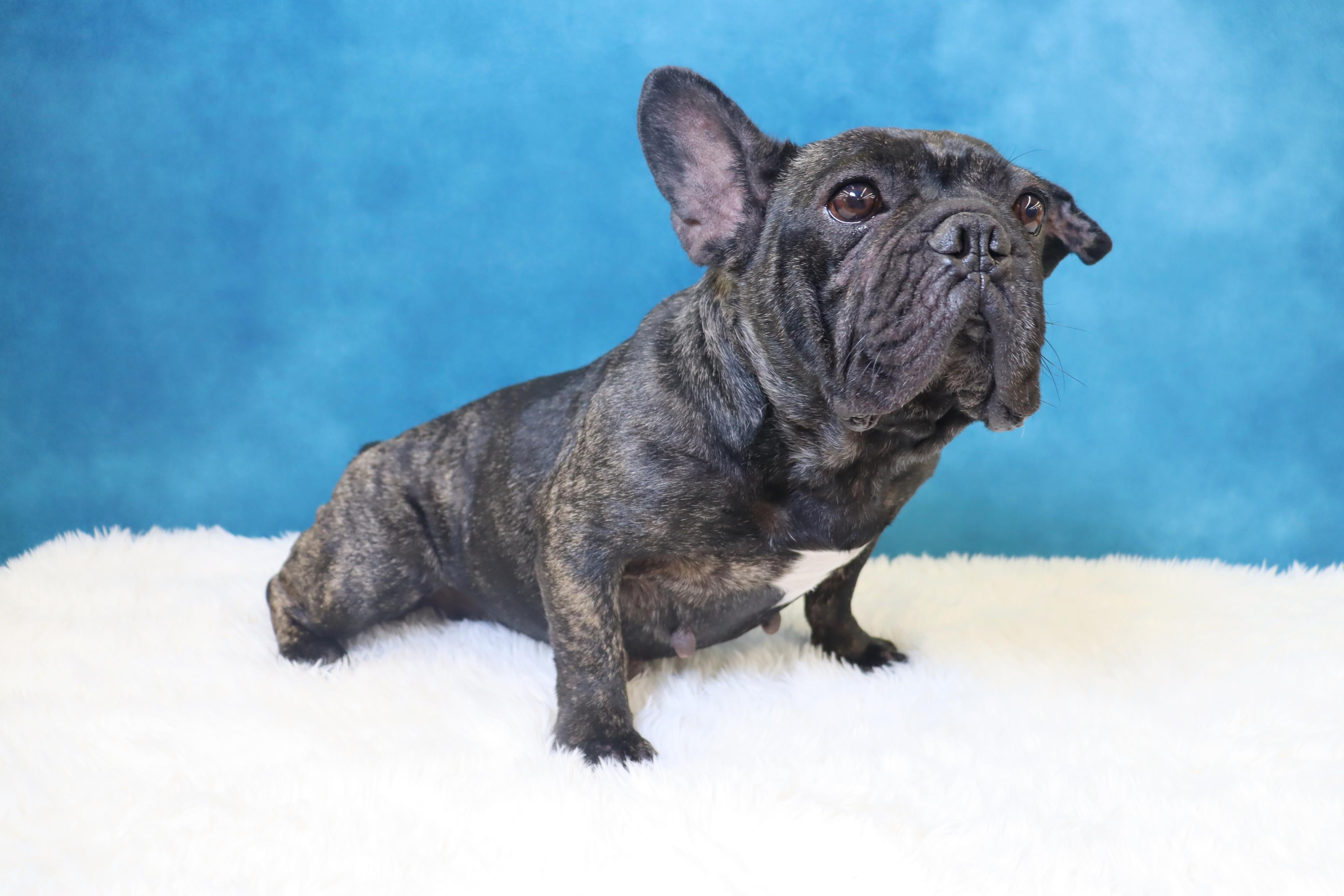 Lola - A Gem of a Sweetheart!