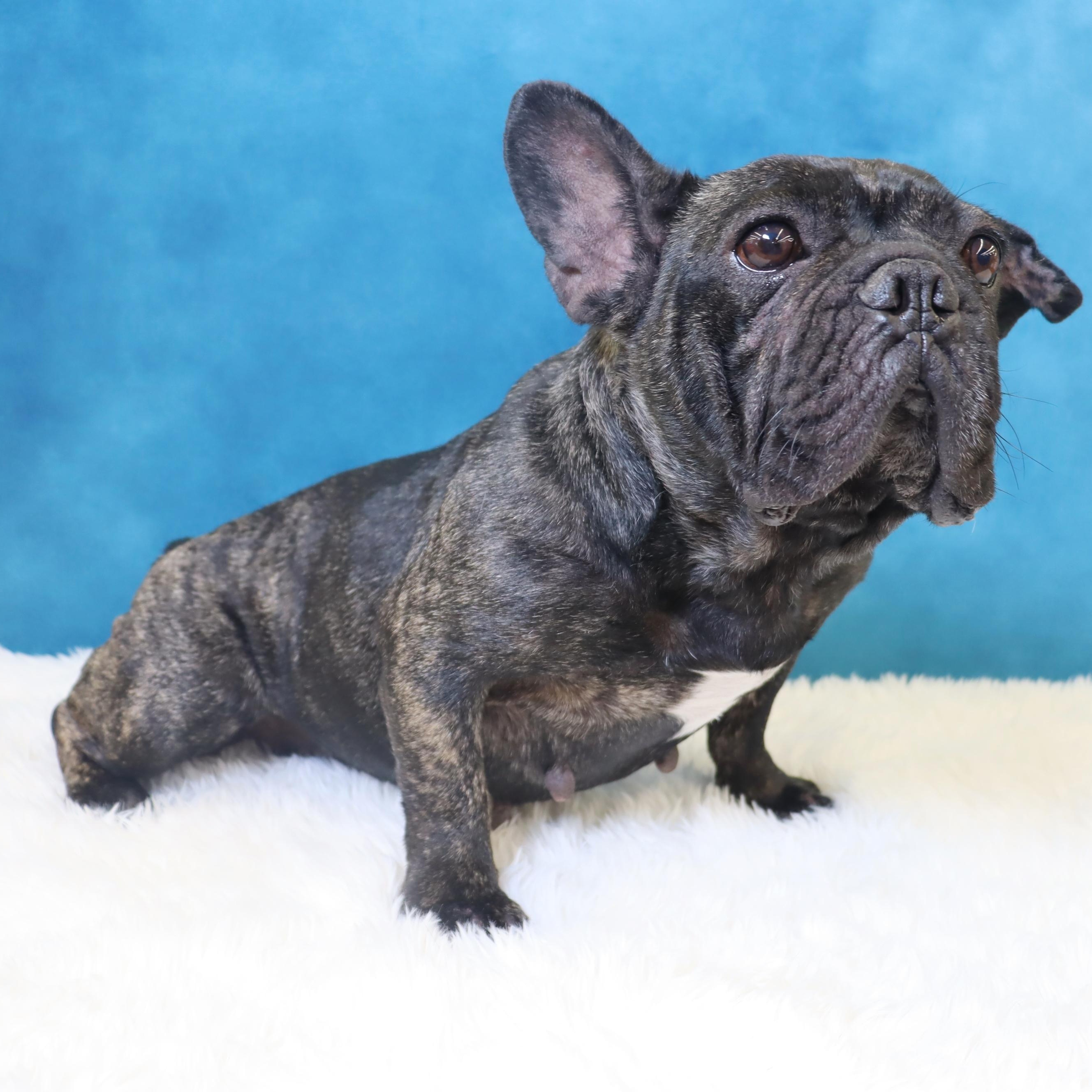 Enlarge Lola - A Gem of a Sweetheart!, a Adoptable French Bulldog in League City, TX image 4/6