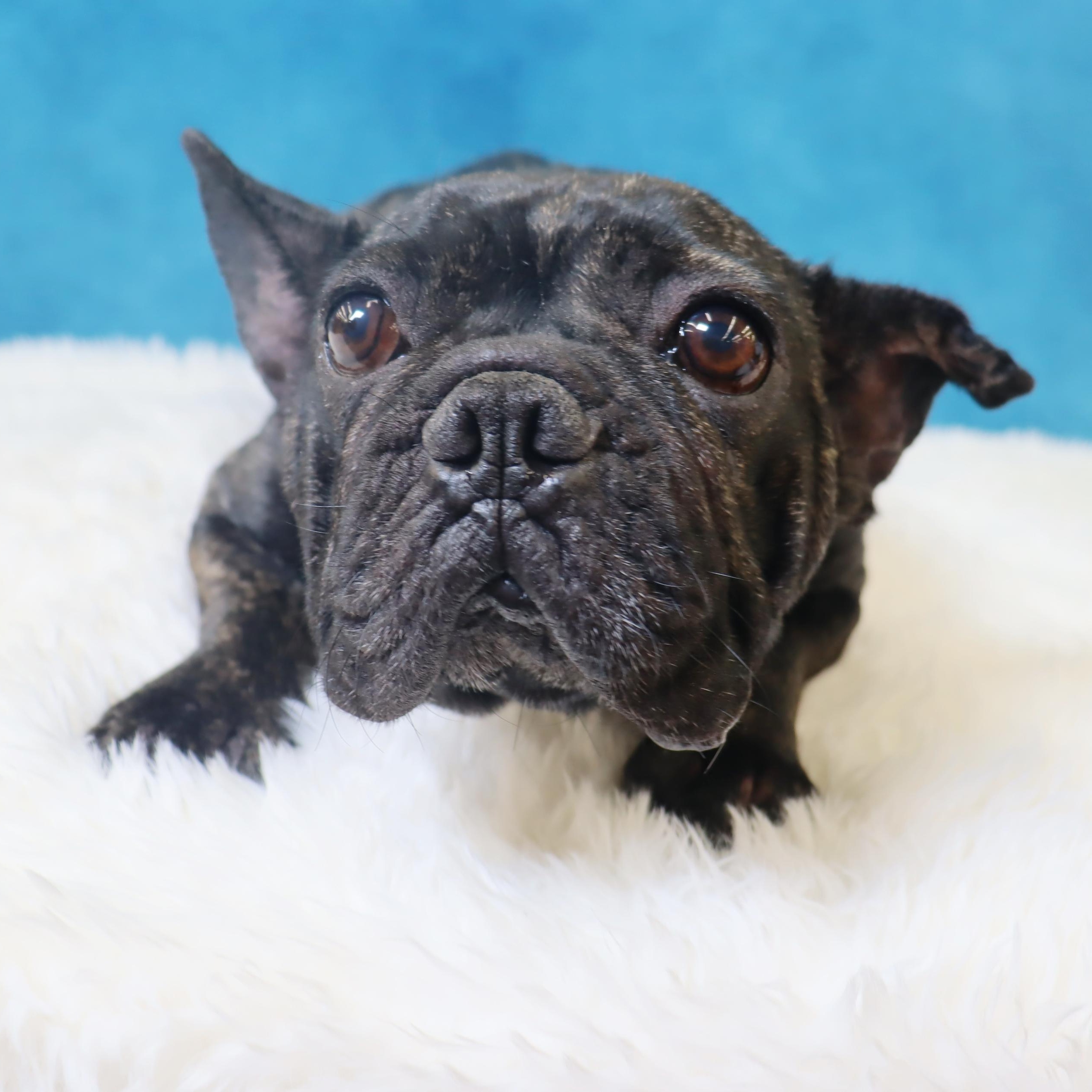 Lola  A Gem thumbnail 3