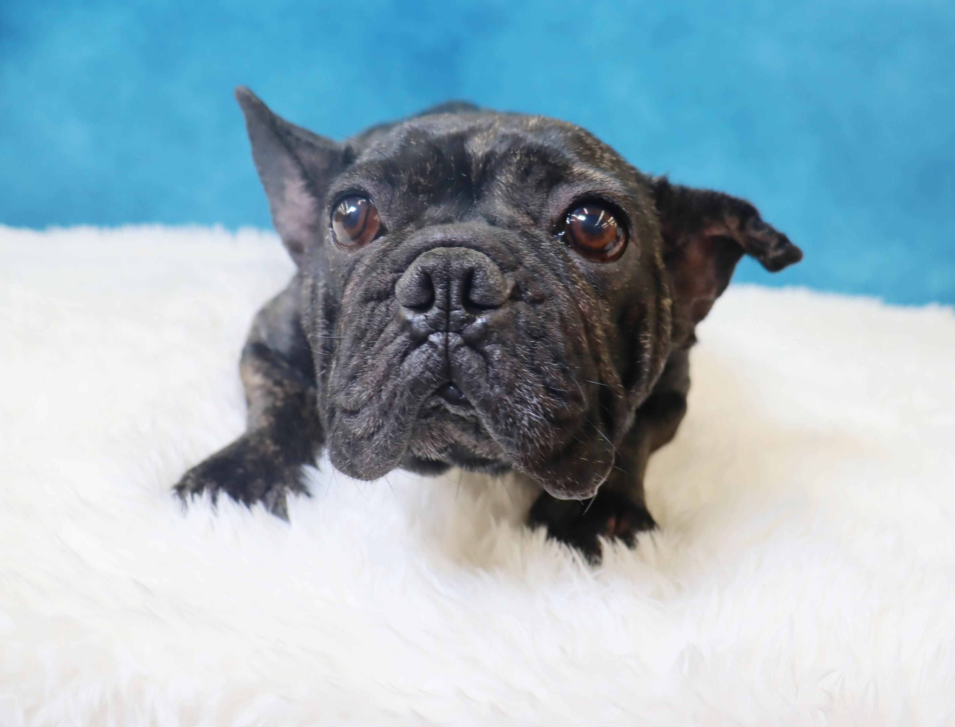 Lola - A Gem of a Sweetheart!