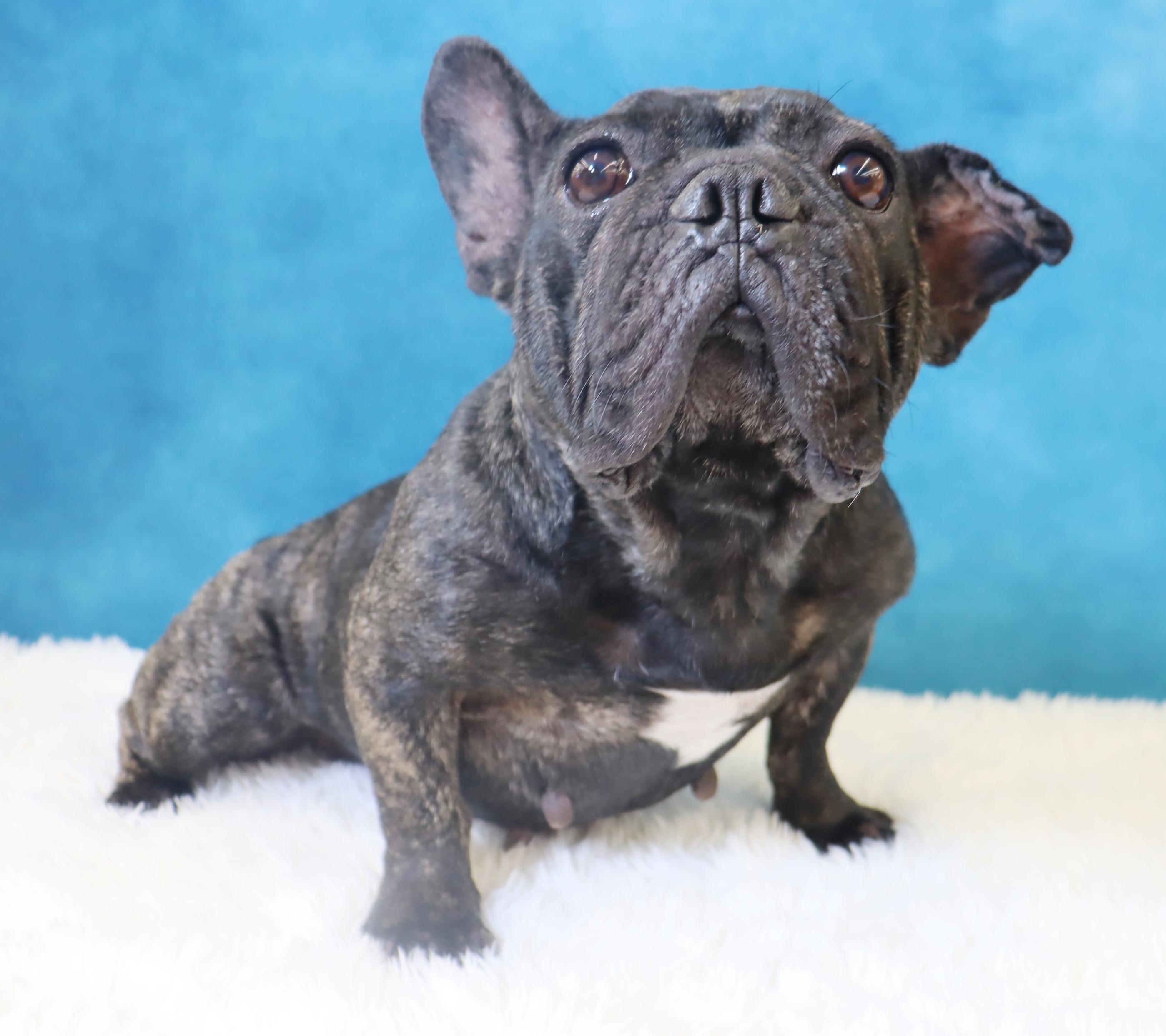 Lola - A Gem of a Sweetheart!