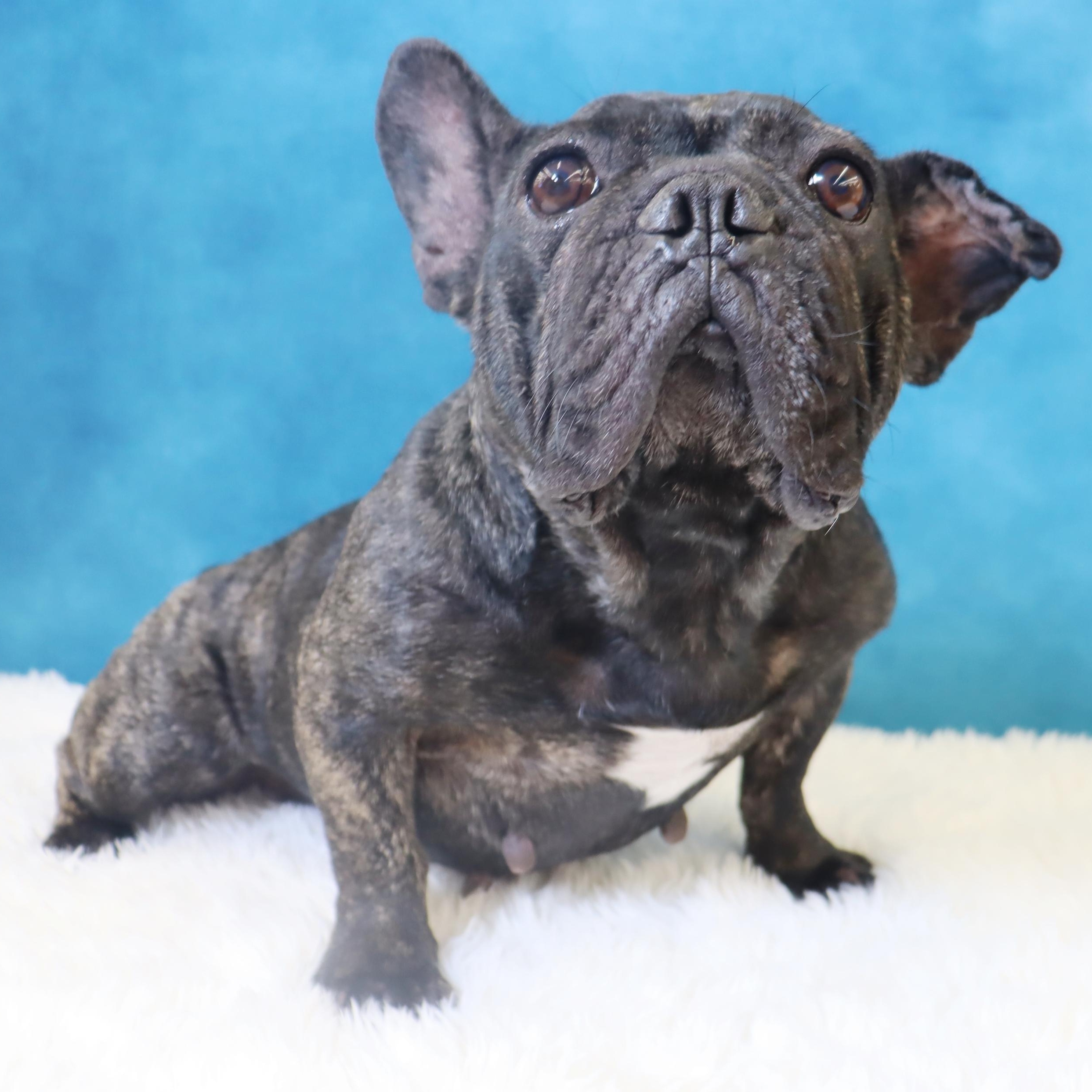Enlarge Lola - A Gem of a Sweetheart!, a Adoptable French Bulldog in League City, TX image 1/6