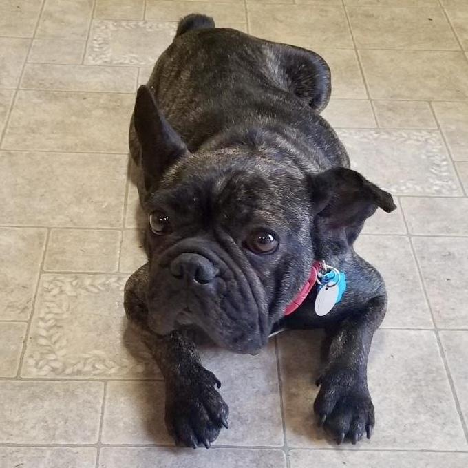 Enlarge Lola - A Gem of a Sweetheart!, a Adoptable French Bulldog in League City, TX image 2/6