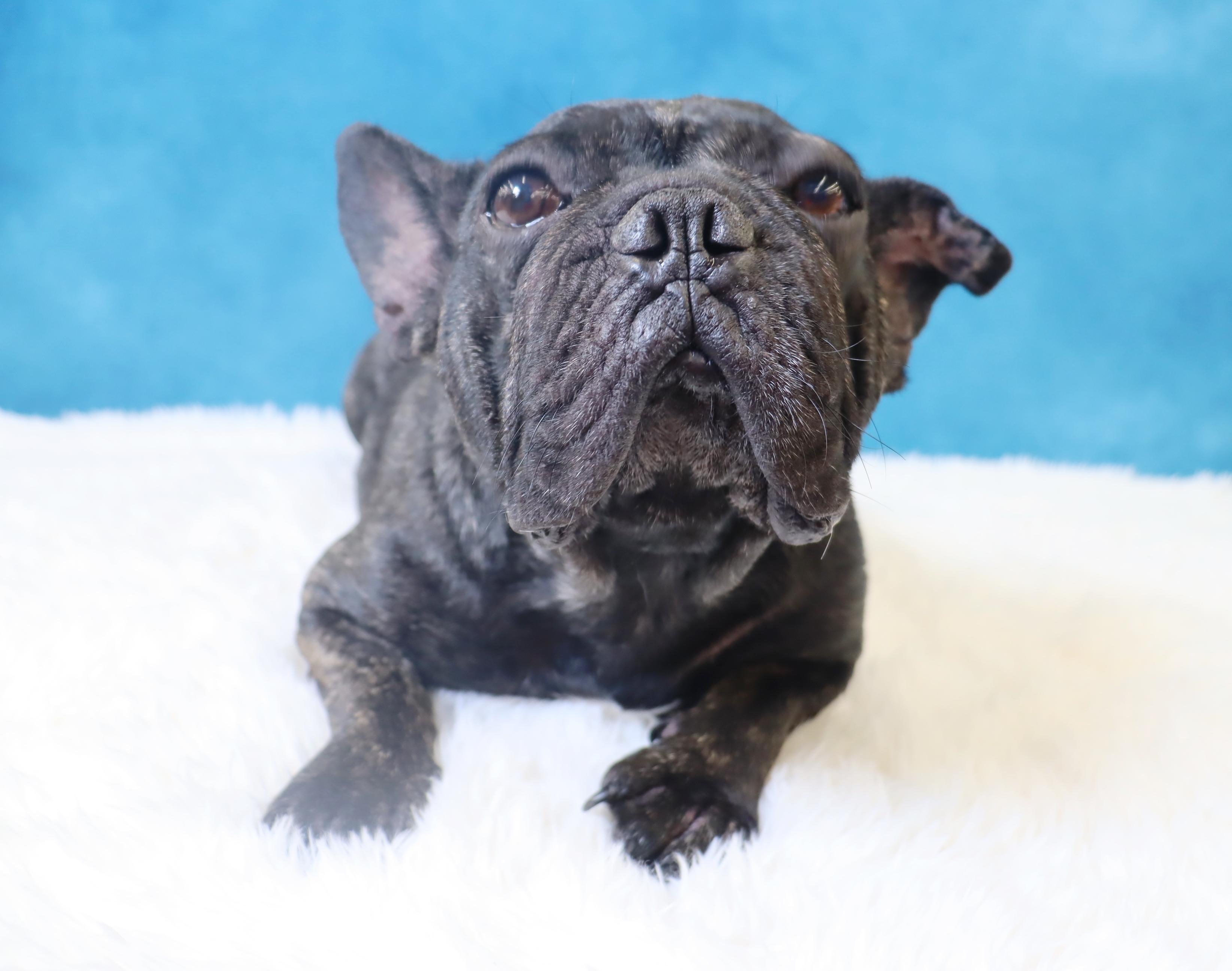 Lola - A Gem of a Sweetheart!