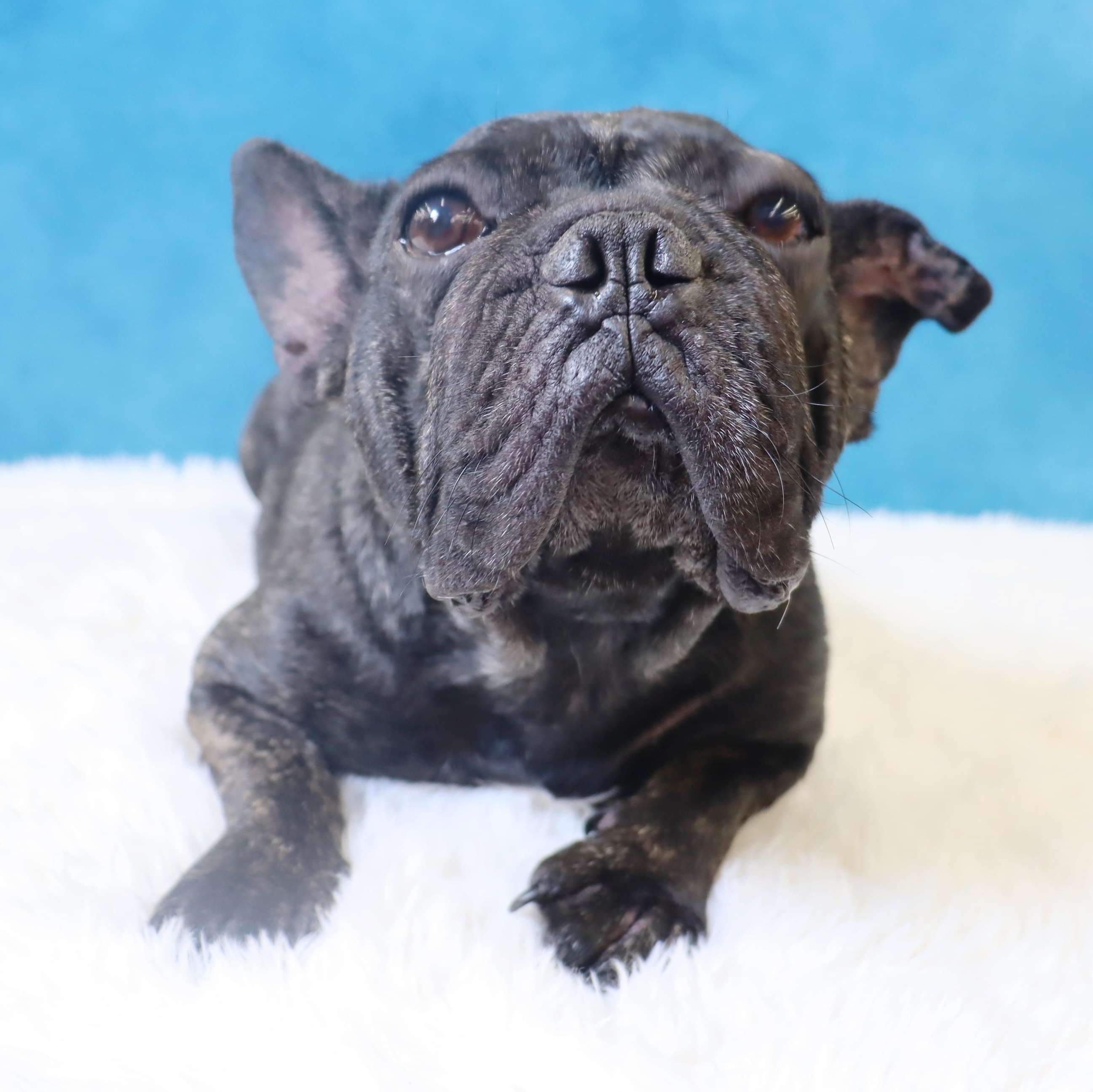 Enlarge Lola - A Gem of a Sweetheart!, a Adoptable French Bulldog in League City, TX image 5/6