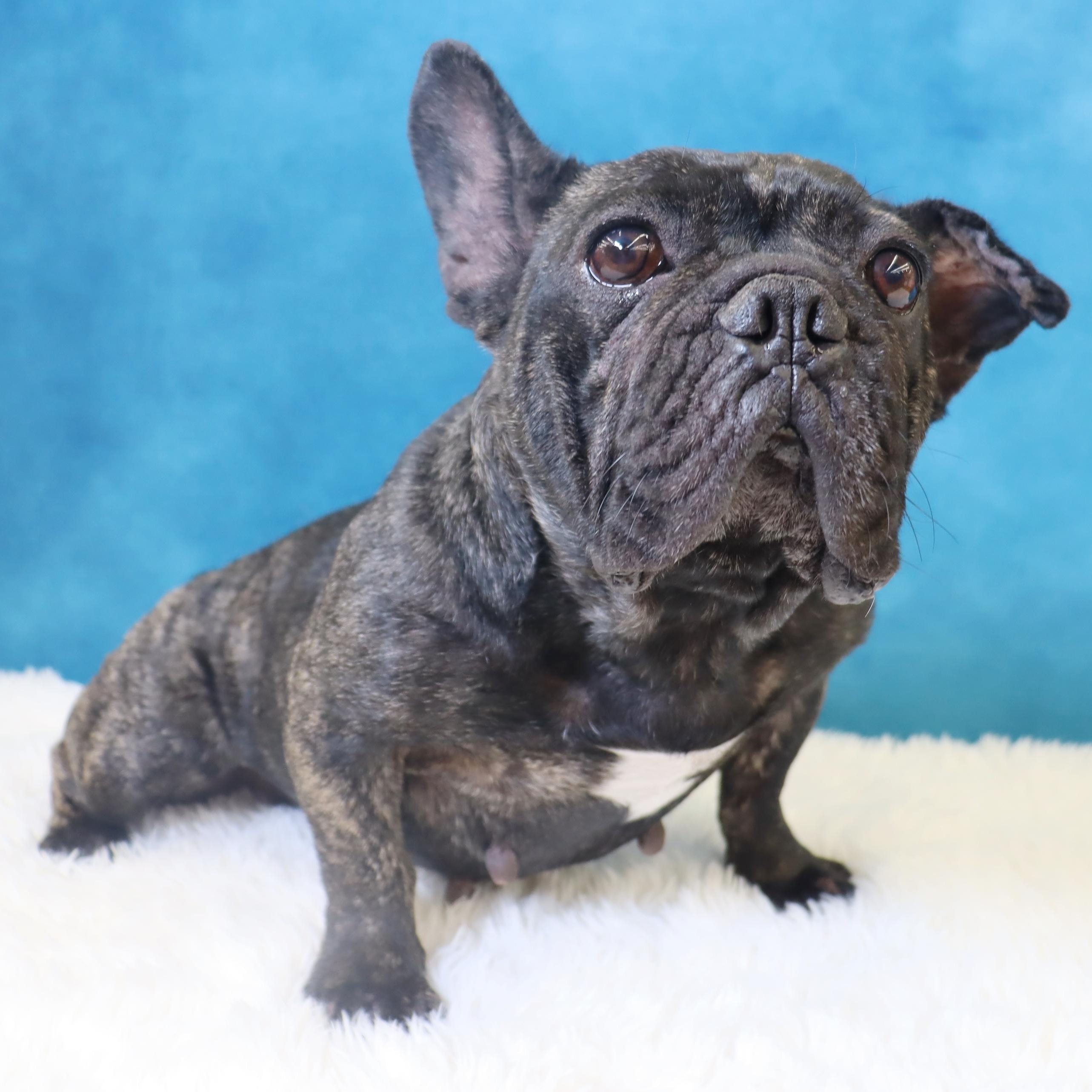 Lola  A Gem thumbnail 6