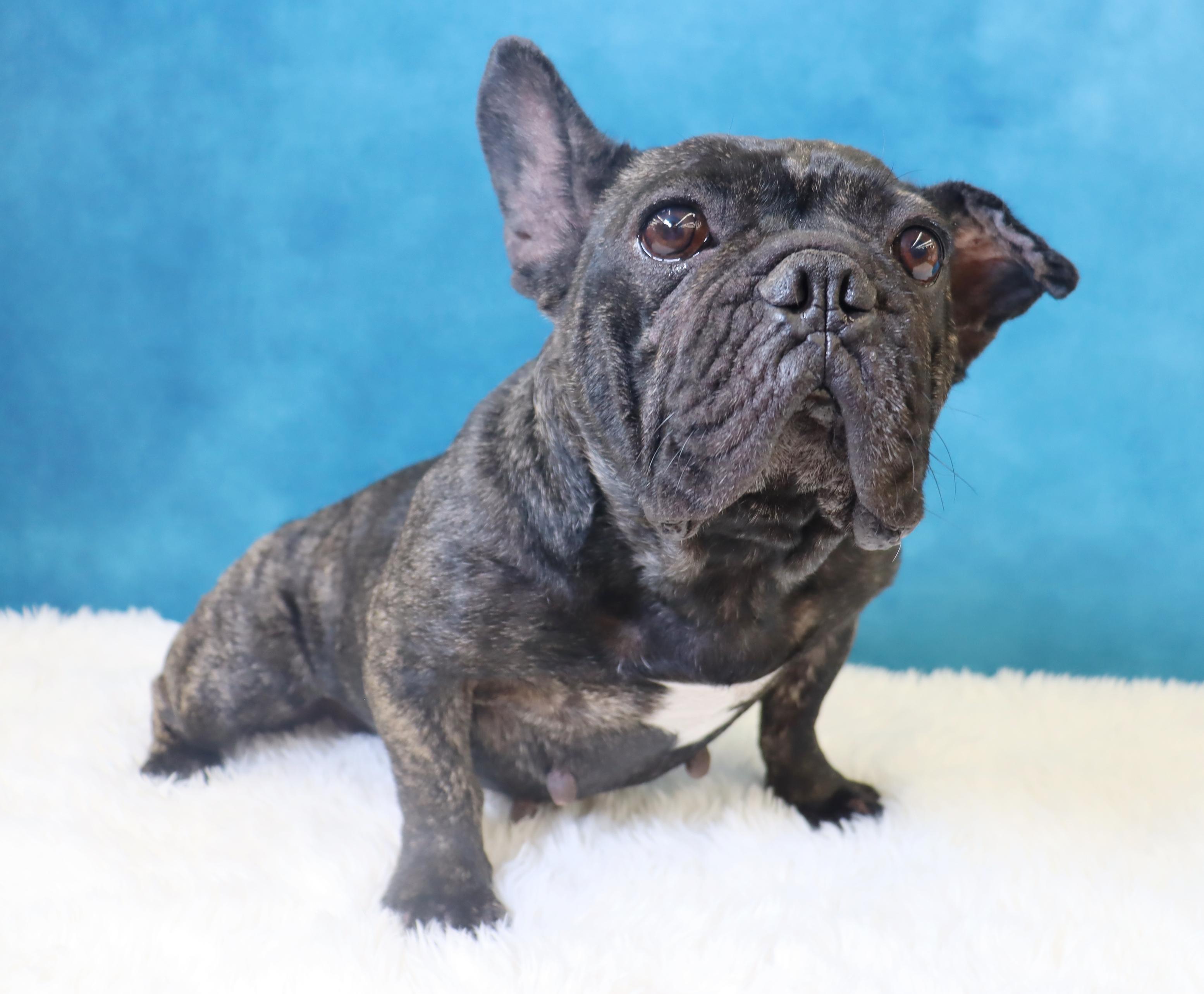 Lola - A Gem of a Sweetheart!