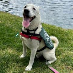 Ghost, an adoptable Akita, American Bulldog in Green Valley, AZ, 85614 | Photo Image 5