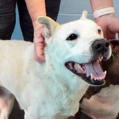 Ghost, an adoptable Akita, American Bulldog in Green Valley, AZ, 85614 | Photo Image 3