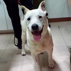 Ghost, an adoptable Akita, American Bulldog in Green Valley, AZ, 85614 | Photo Image 6