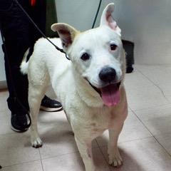 Ghost, an adoptable Akita, American Bulldog in Green Valley, AZ, 85614 | Photo Image 2