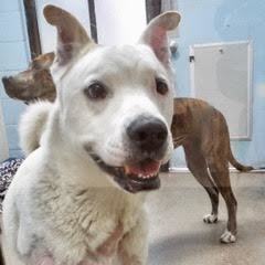 Ghost, an adoptable Akita, American Bulldog in Green Valley, AZ, 85614 | Photo Image 4