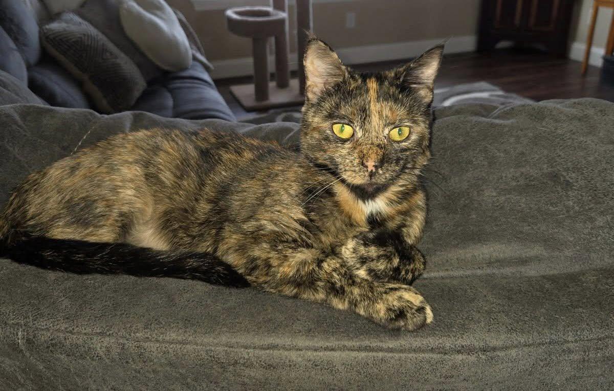 Cheetah (in a foster home)