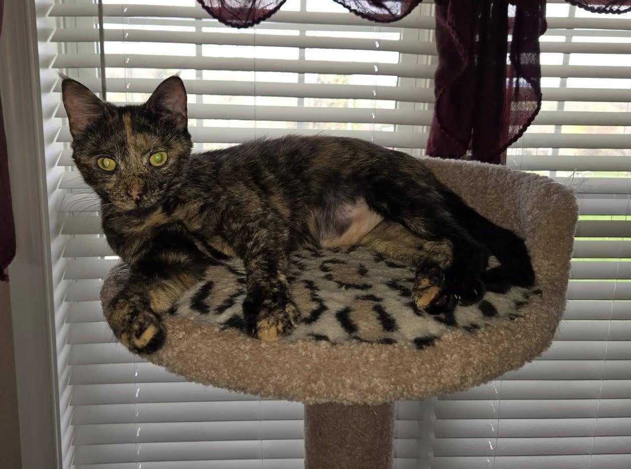 Cheetah (in a foster home)