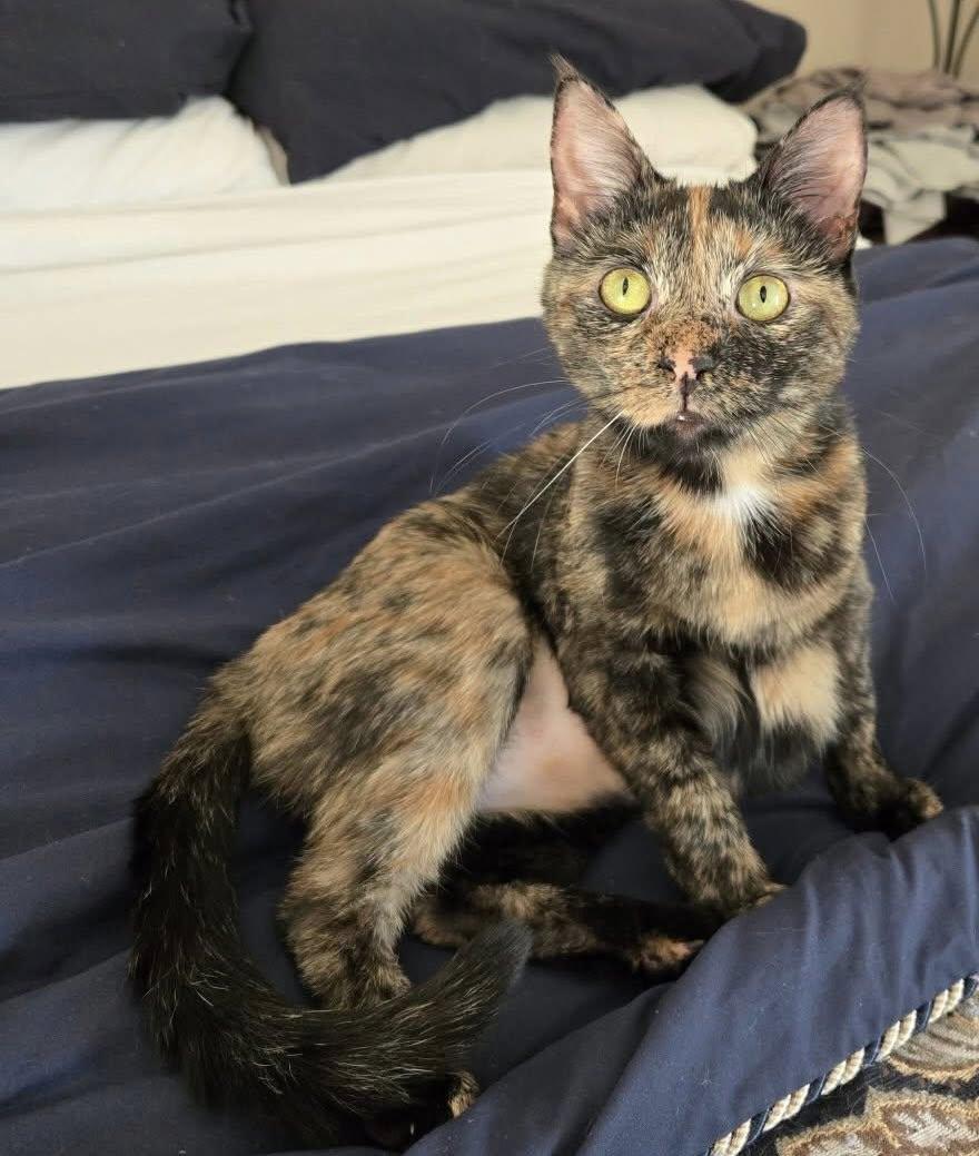 Cheetah (in a foster home)